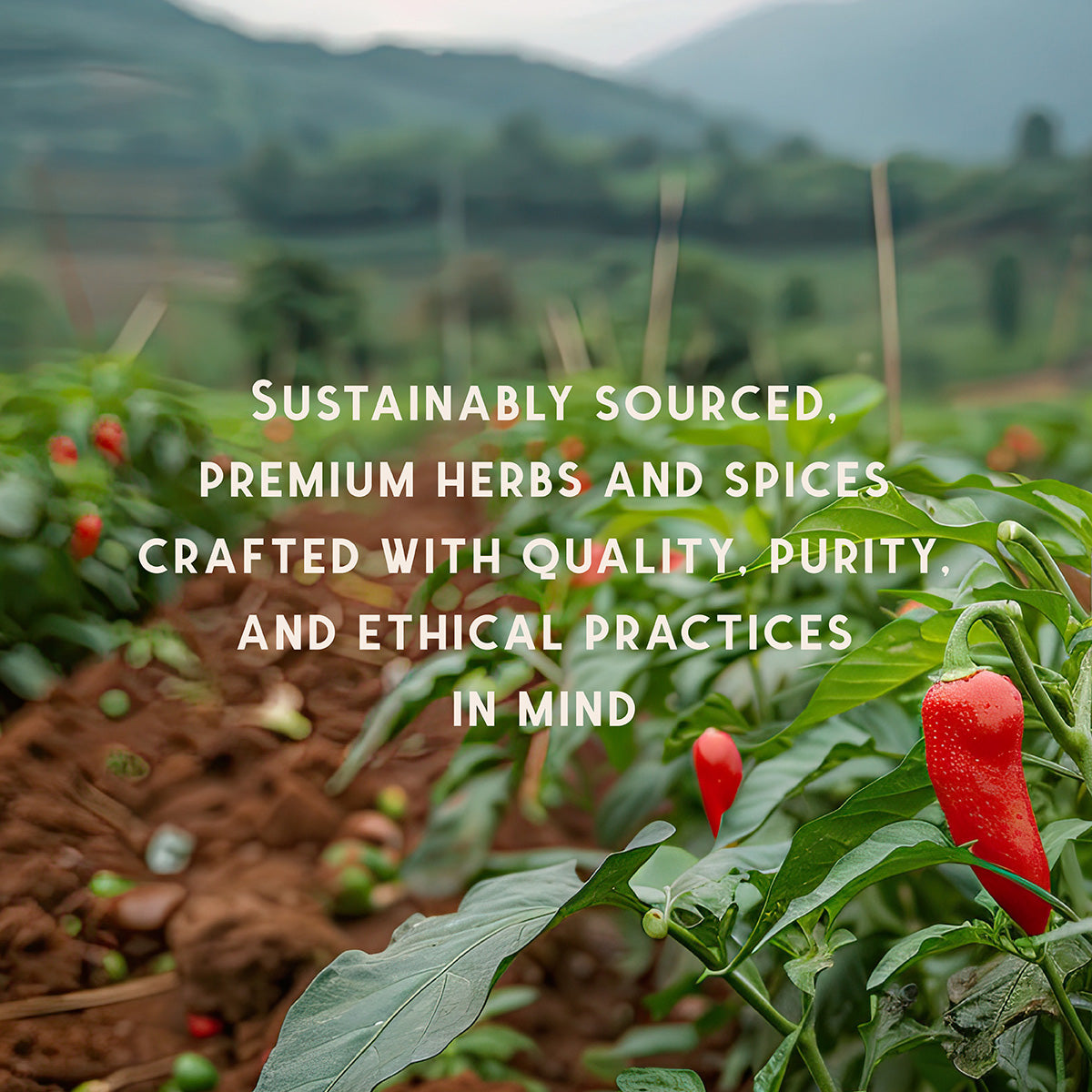 All Purpose Seasoning - Spice Gift Set